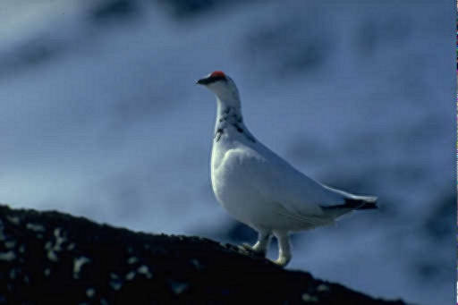 Grouse